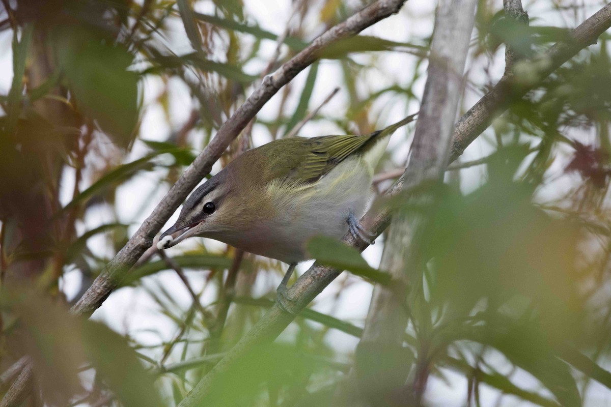 Red-eyed Vireo - Chris Rees