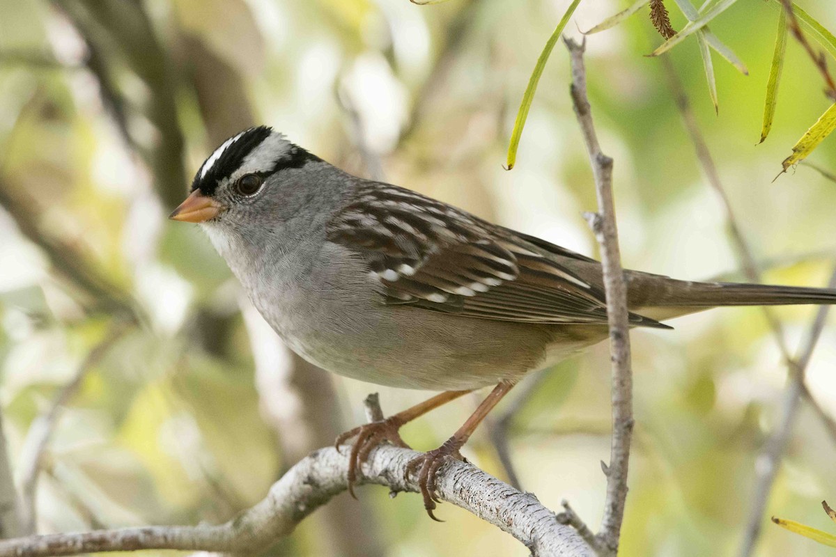 White-crowned Sparrow - Chris Rees