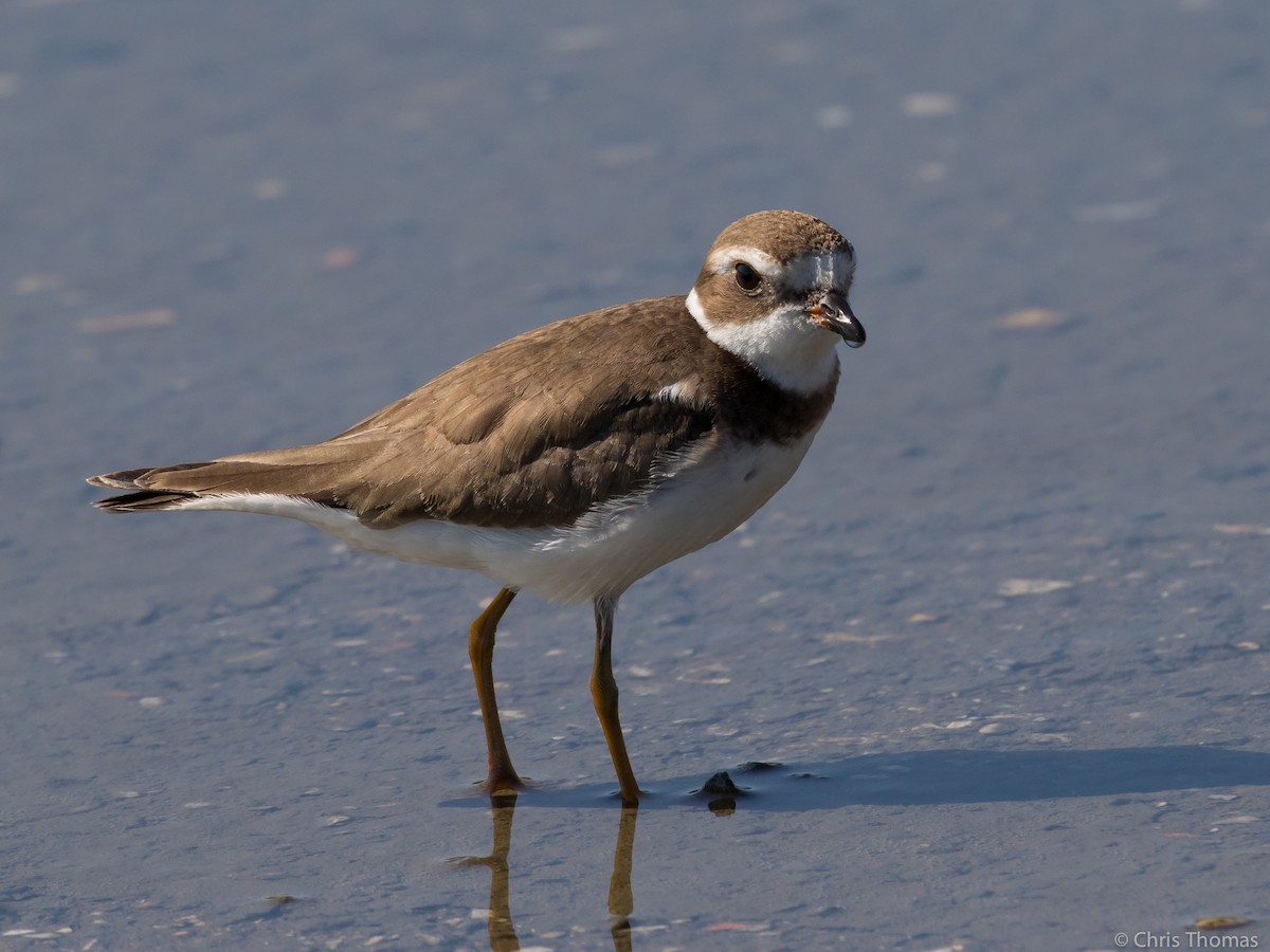 Semipalmated Plover - ML69975271