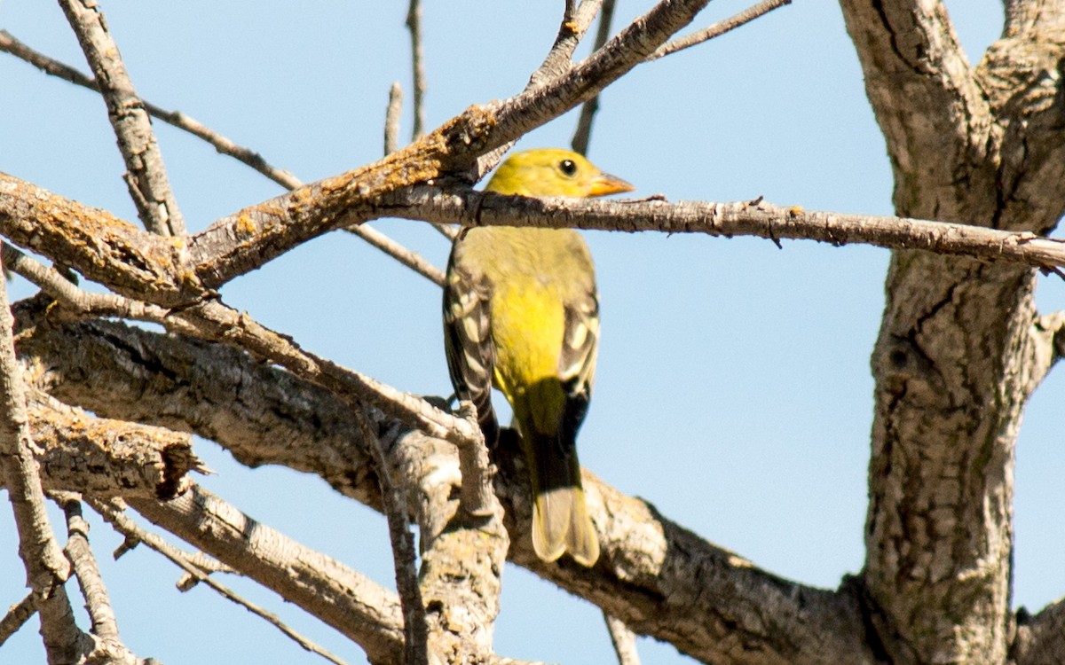Western Tanager - ML69975371