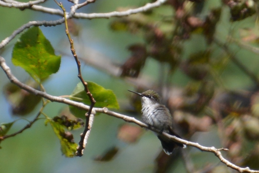Ruby-throated Hummingbird - ML69975591