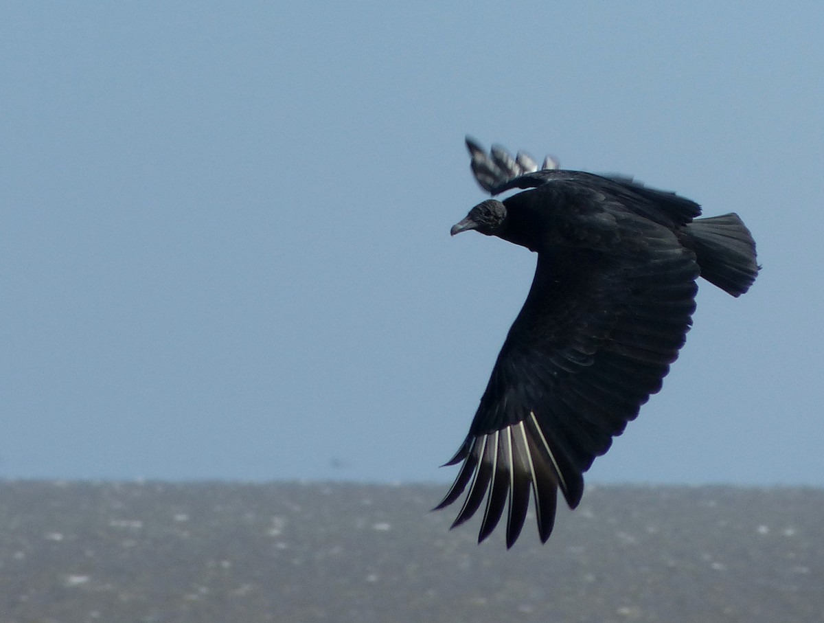 Black Vulture - Carolyn Wilcox