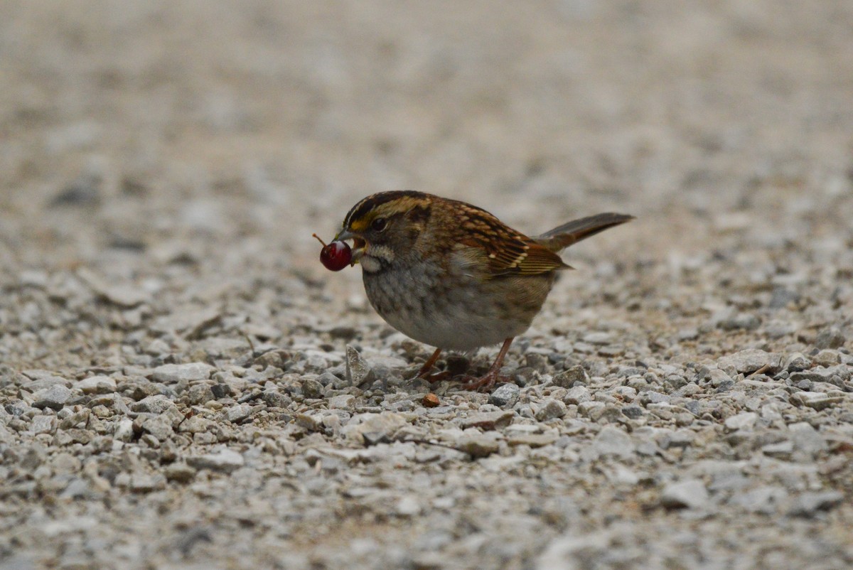 White-throated Sparrow - ML69978271