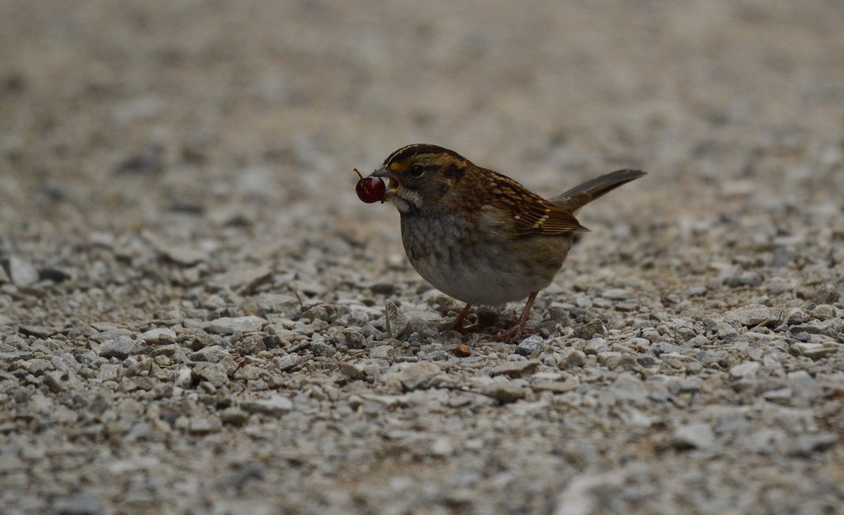 White-throated Sparrow - ML69978281