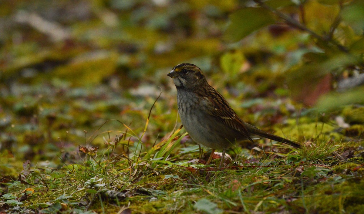 White-throated Sparrow - ML69978291