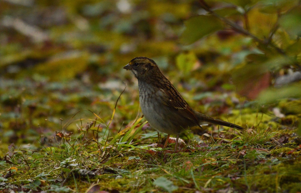 White-throated Sparrow - ML69978301