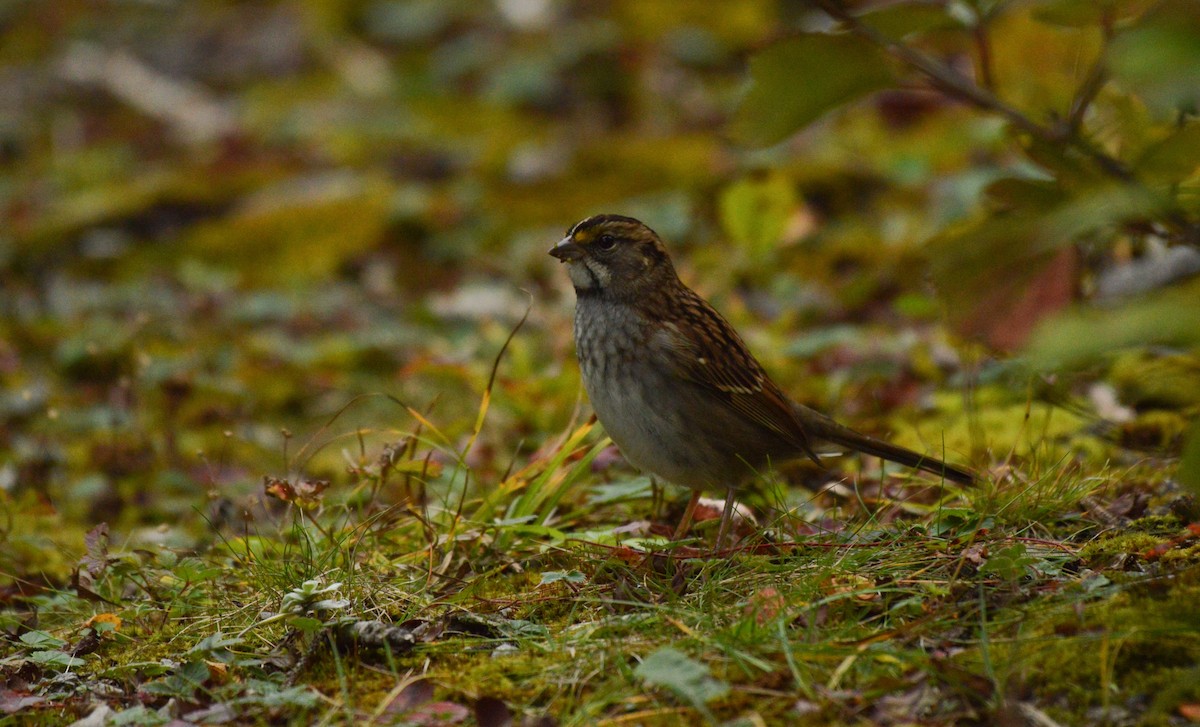 White-throated Sparrow - ML69978311