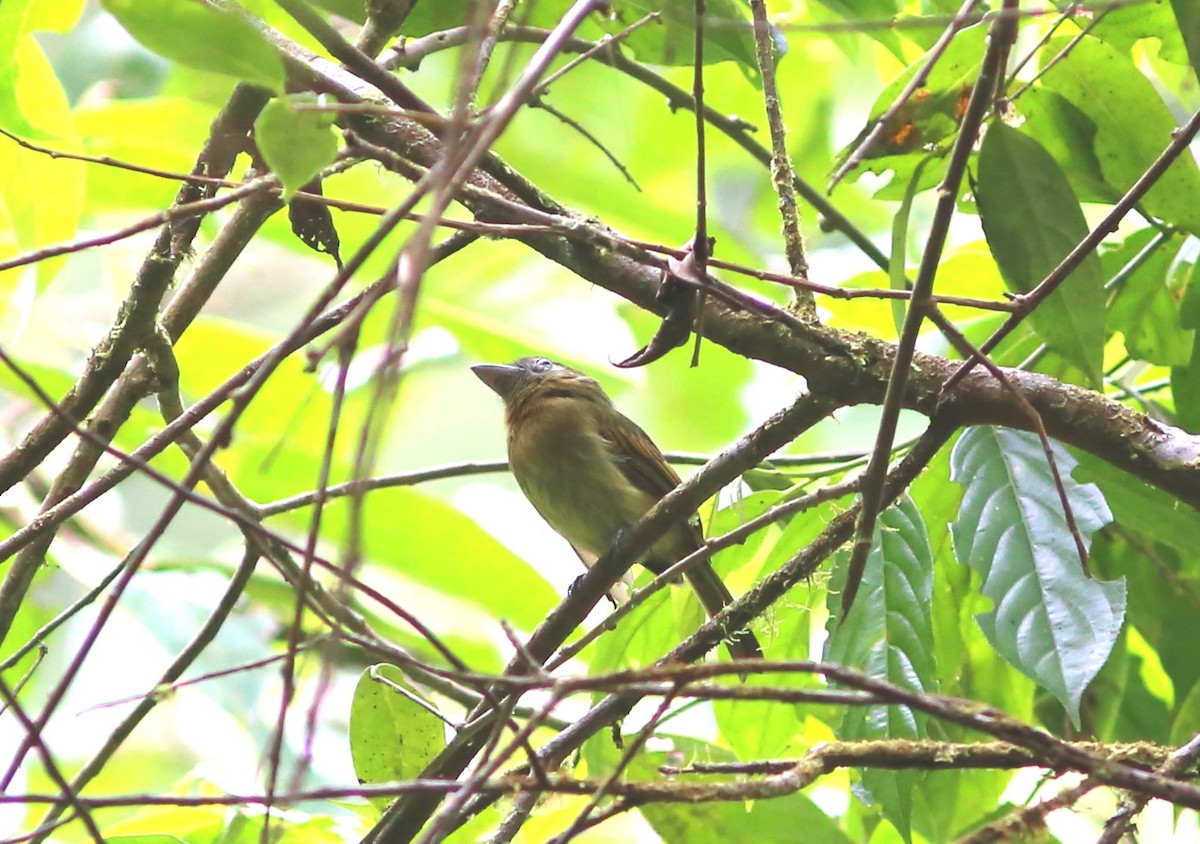 Fulvous-breasted Flatbill - ML69978981