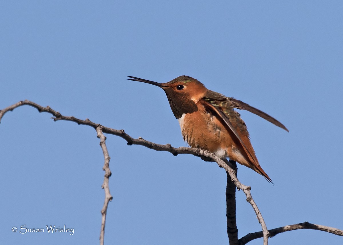 Allen's Hummingbird - Susan Wrisley