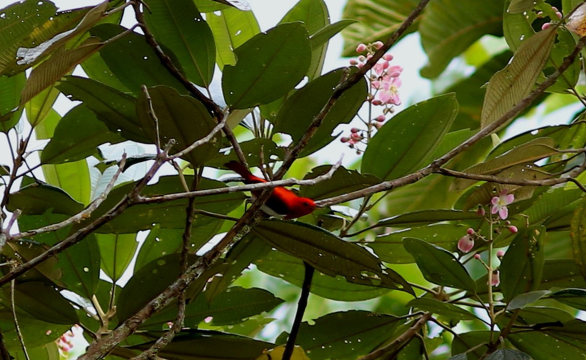 Scarlet-and-white Tanager - ML69981651