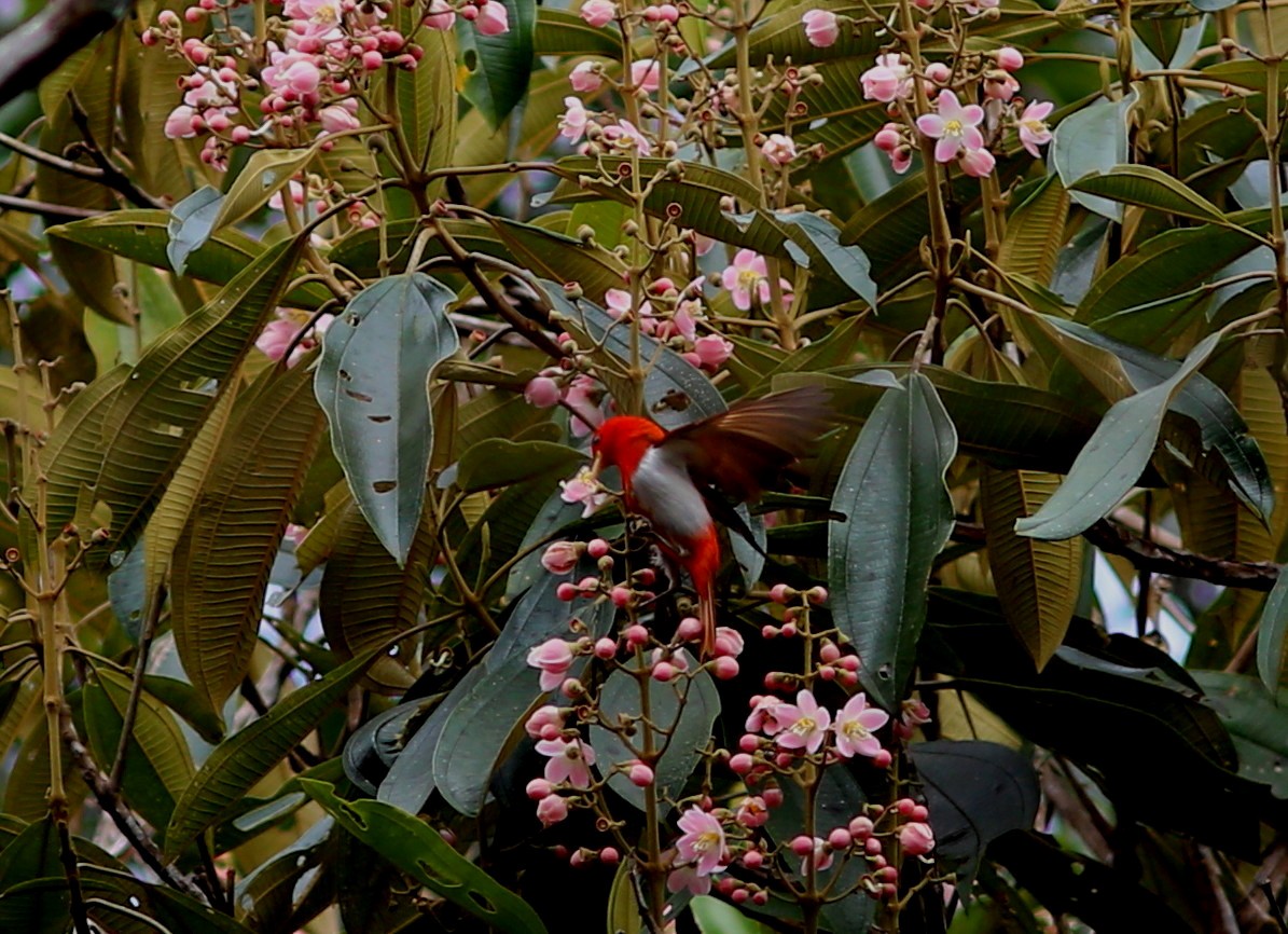 Scarlet-and-white Tanager - ML69981661