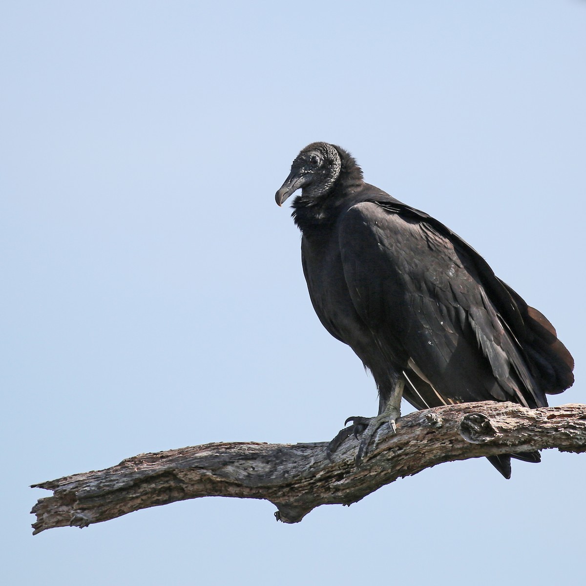 Black Vulture - Laura Keene