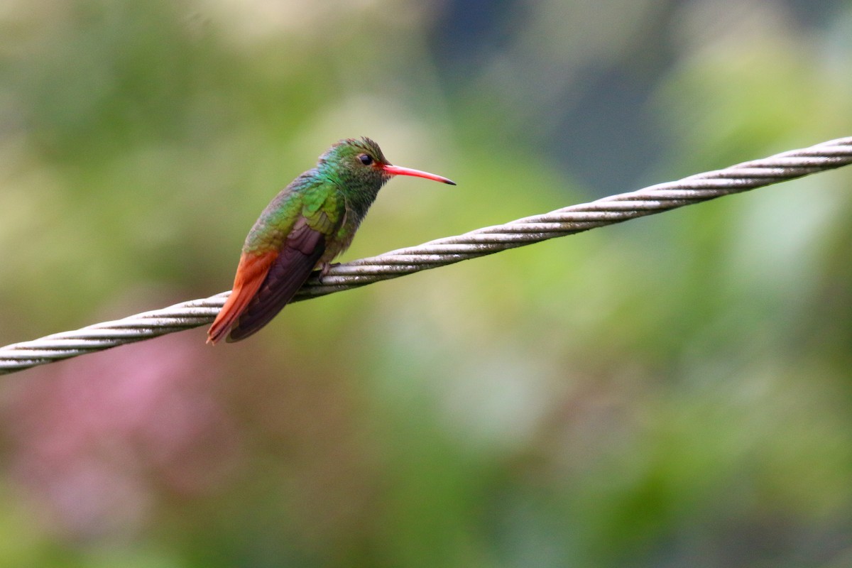 Rufous-tailed Hummingbird - ML69987661
