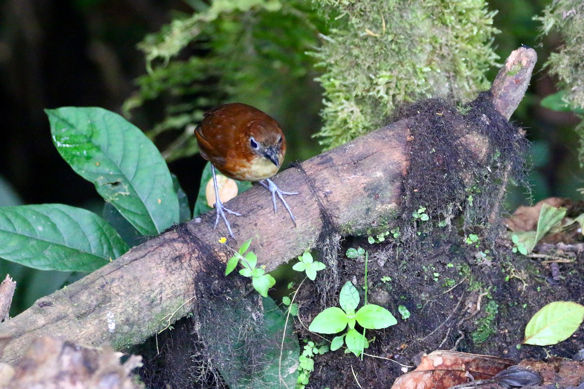 Yellow-breasted Antpitta - Devin Griffiths