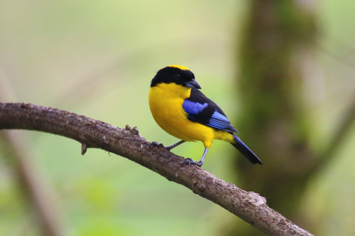Blue-winged Mountain Tanager - Devin Griffiths