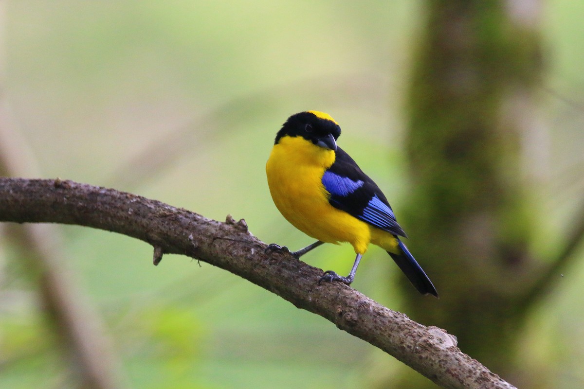 Blue-winged Mountain Tanager - ML69989331