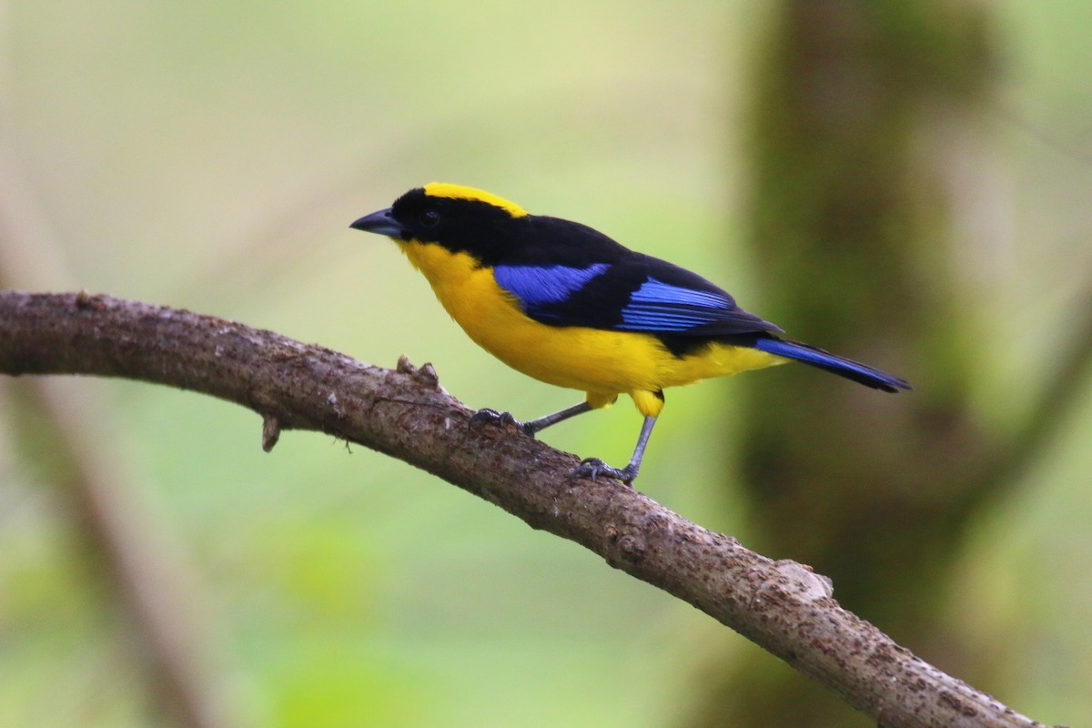 Blue-winged Mountain Tanager - ML69989341