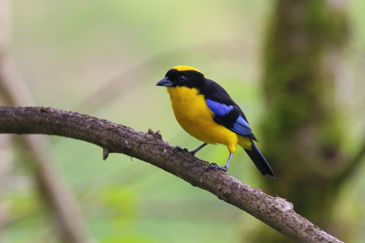 Blue-winged Mountain Tanager - ML69989381