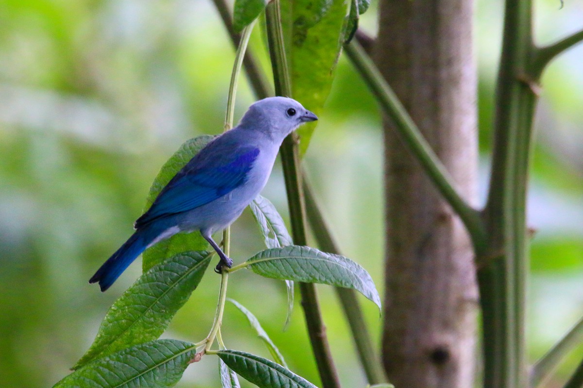 Blue-gray Tanager - ML69989591