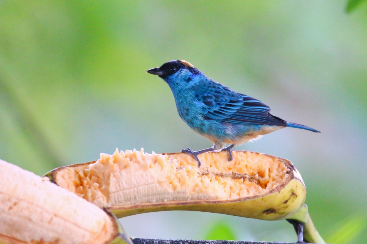 Golden-naped Tanager - ML69989601