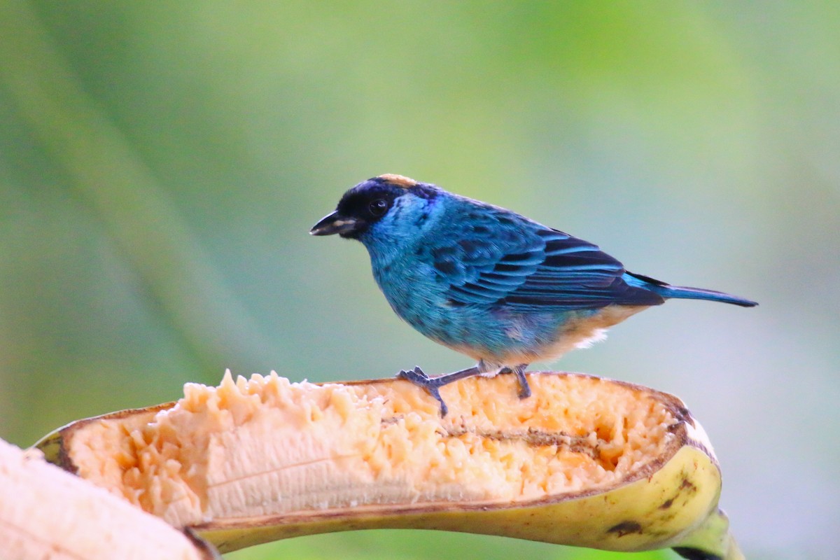 Golden-naped Tanager - ML69989771