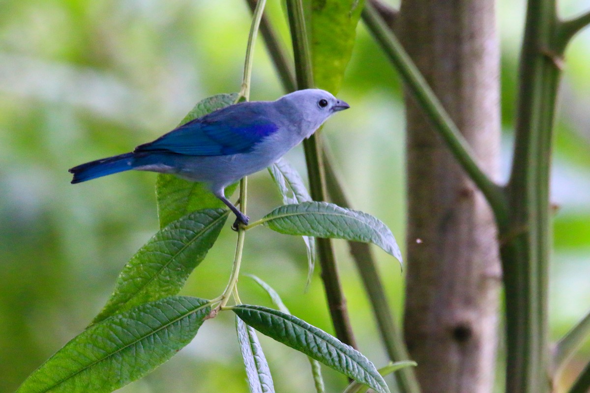 Blue-gray Tanager - ML69989851