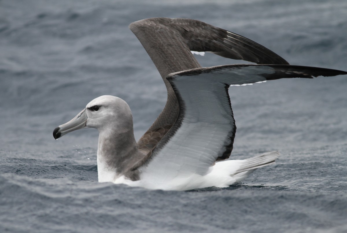 White-capped Albatross - Michael Harvey
