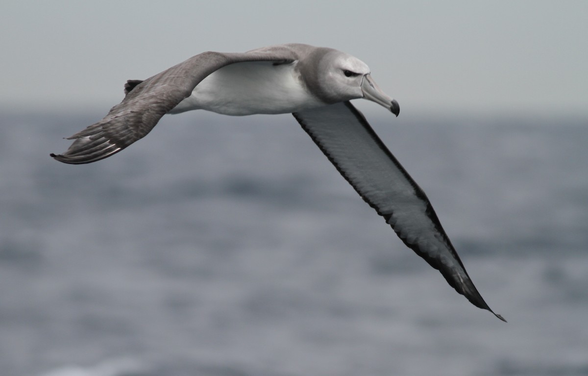 White-capped Albatross - Michael Harvey