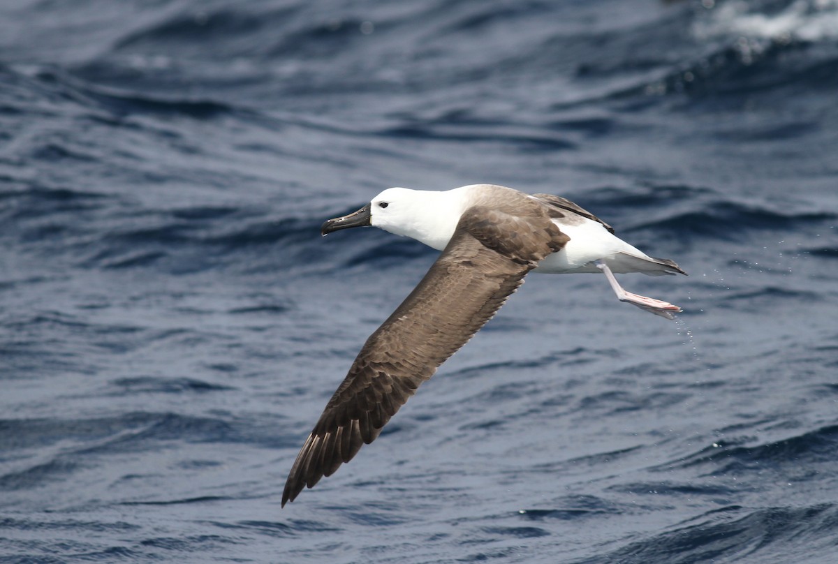 Indian Yellow-nosed Albatross - Michael Harvey