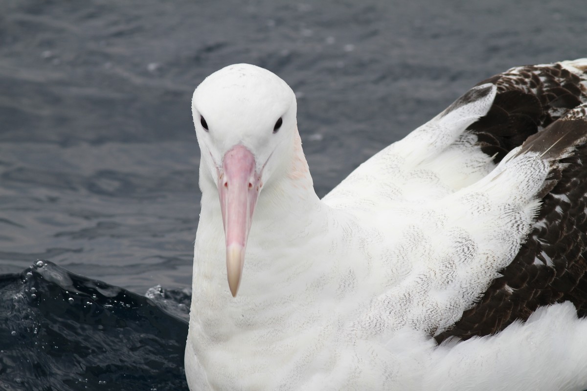 Snowy/Tristan/Antipodean Albatross - Michael Harvey