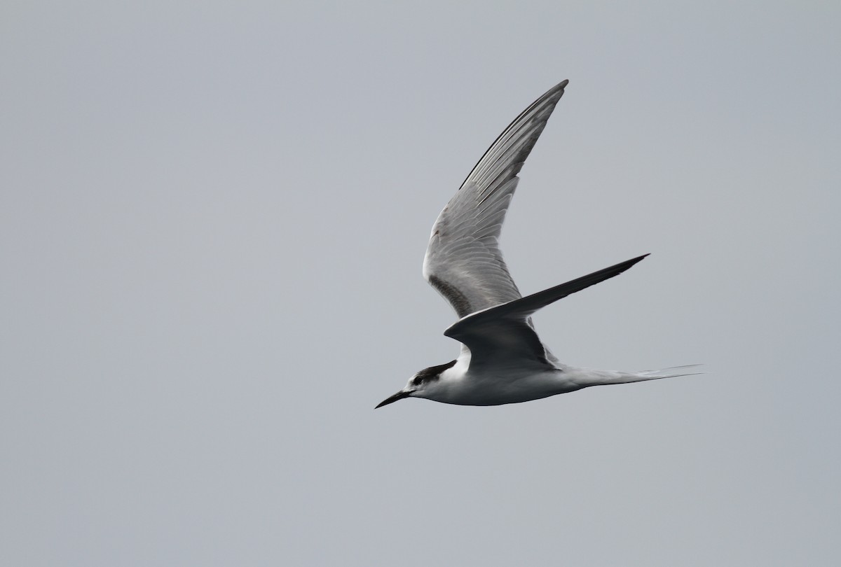 White-fronted Tern - Michael Harvey