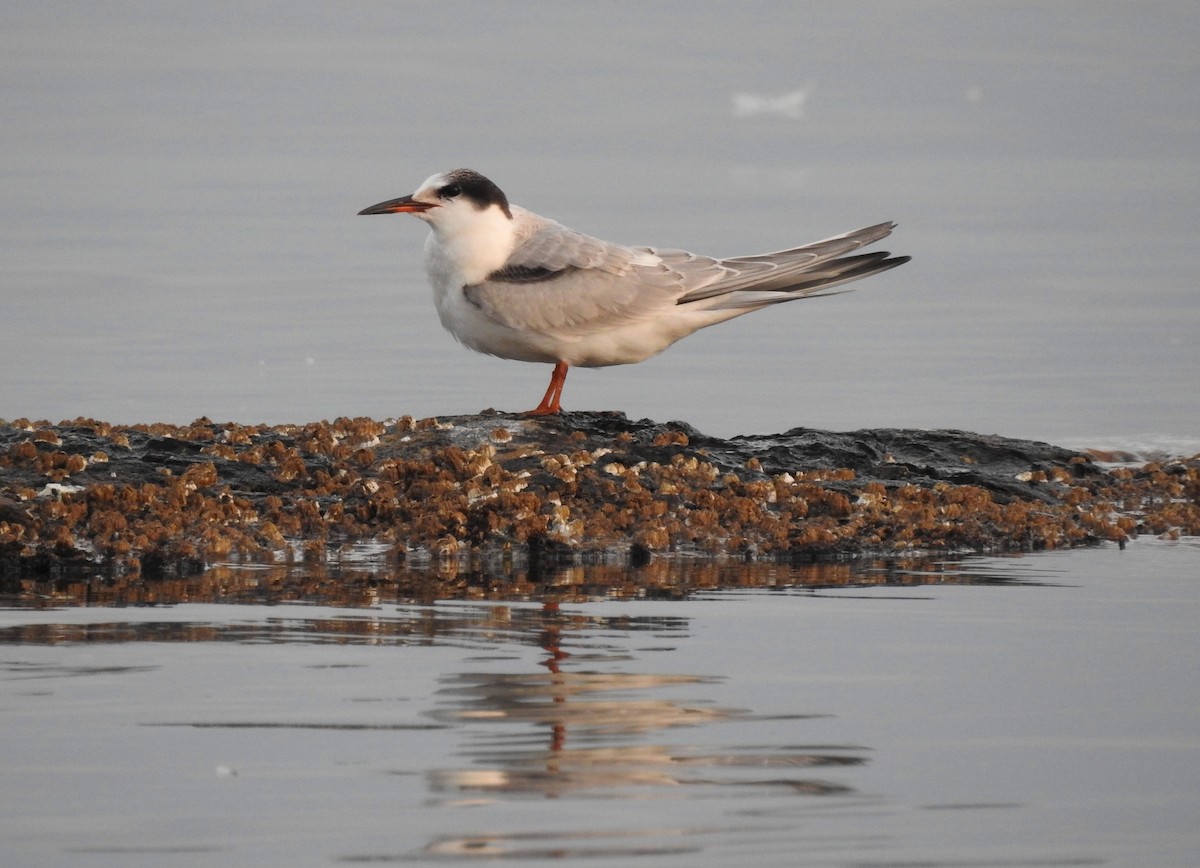 Common Tern - ML69995341