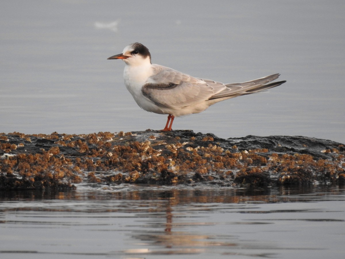 Common Tern - Jody  Wells