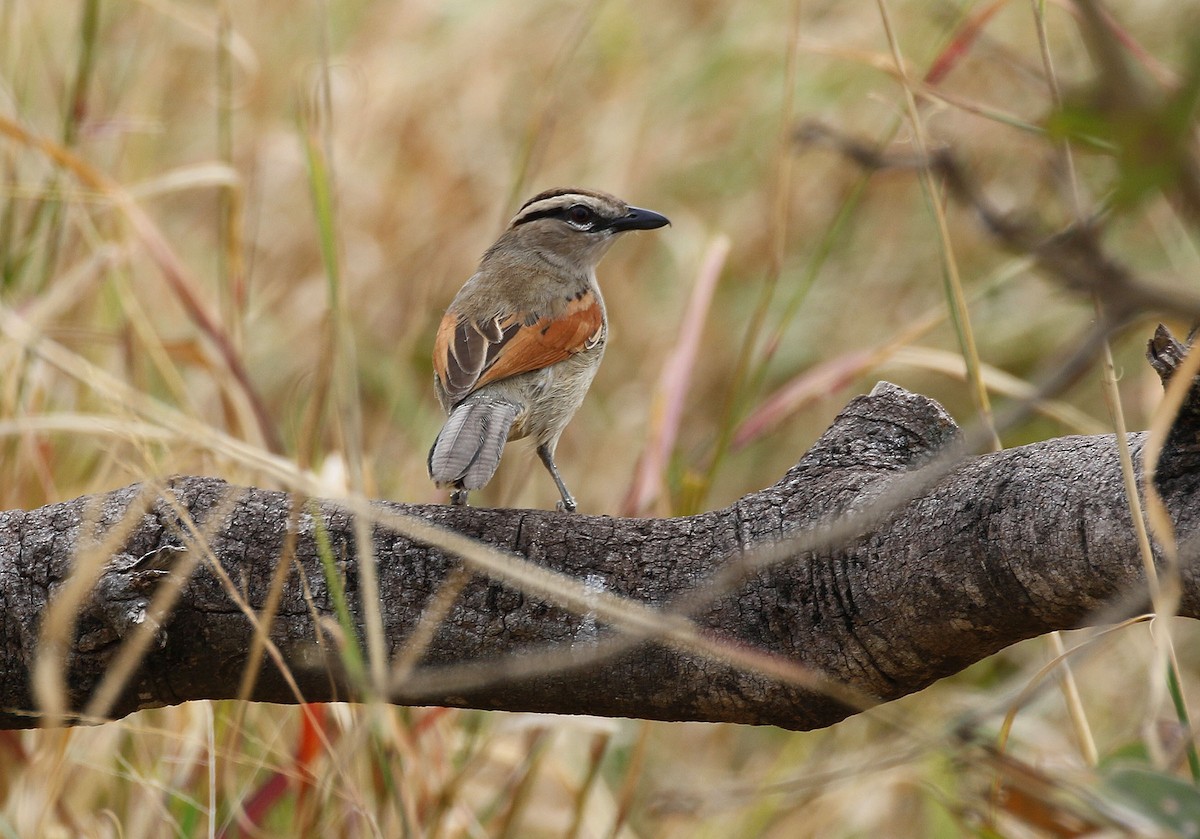 Brown-crowned Tchagra - Kathleen Keef