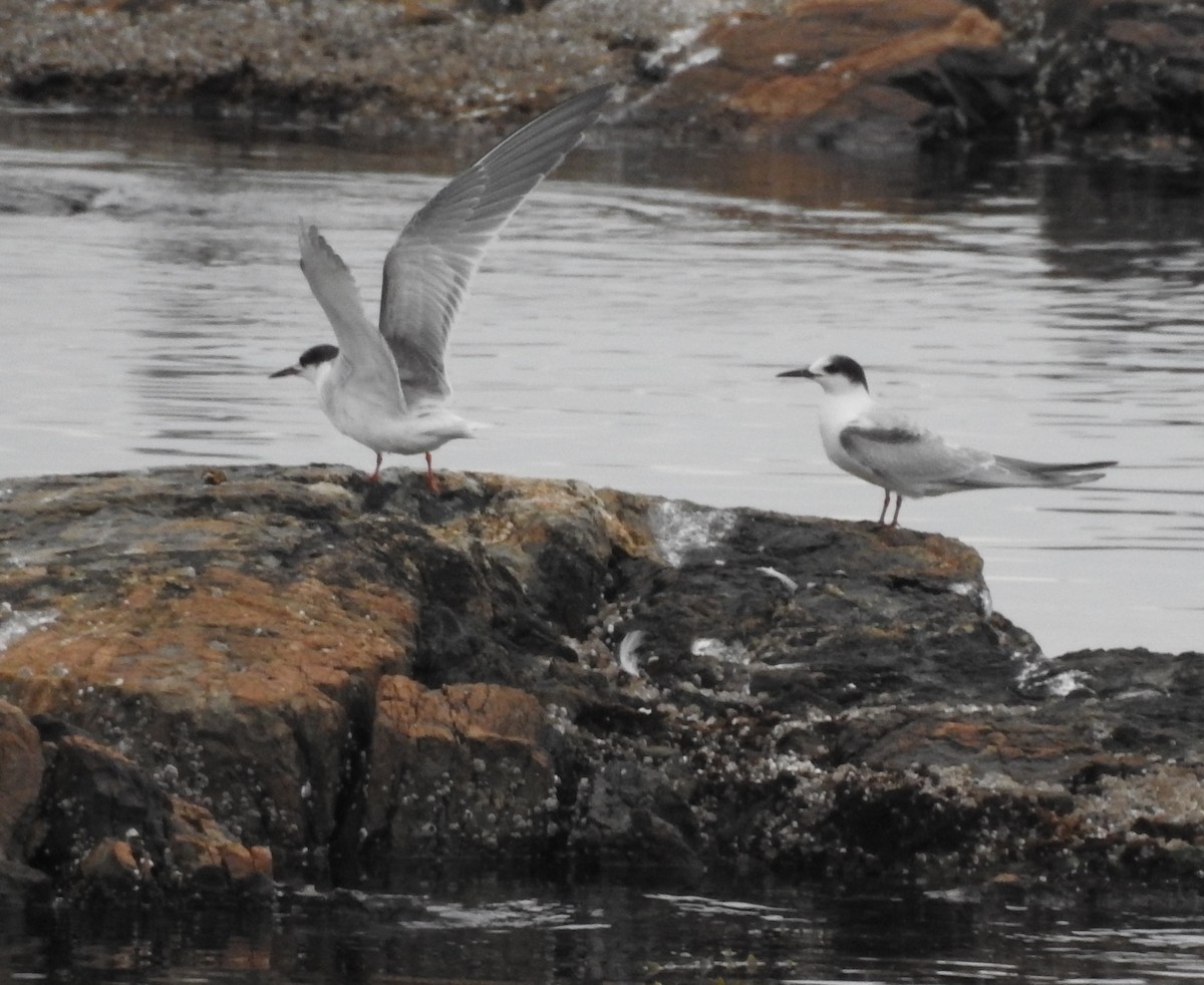 Common Tern - ML69995901