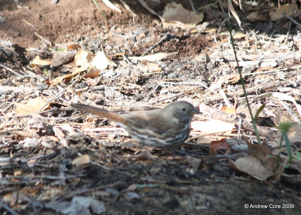 Fox Sparrow (Slate-colored) - ML69996061