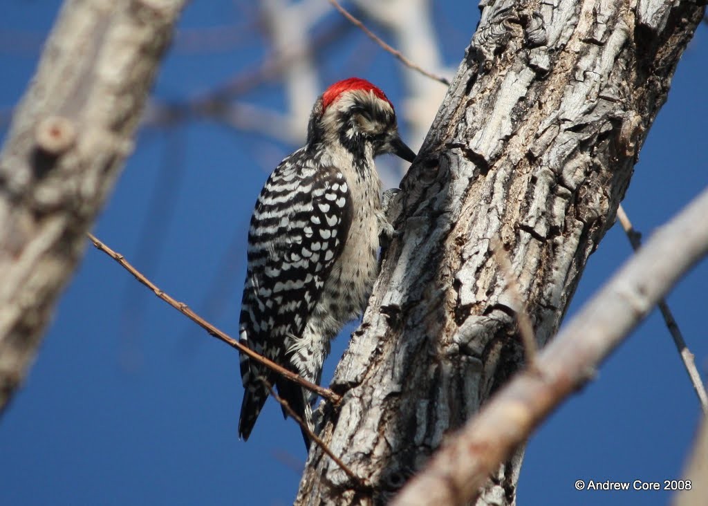 Ladder-backed Woodpecker - Andrew Core