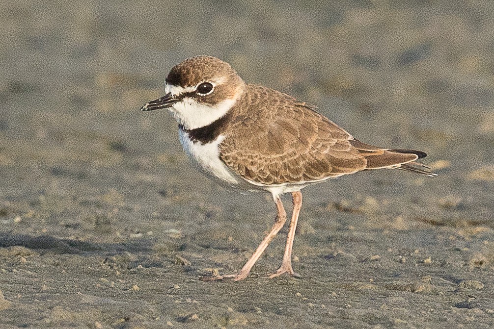 Collared Plover - ML69997811