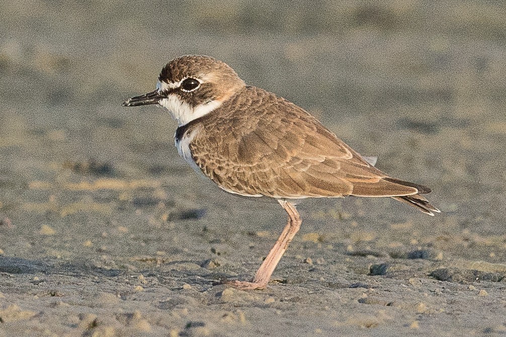 Collared Plover - ML69997821
