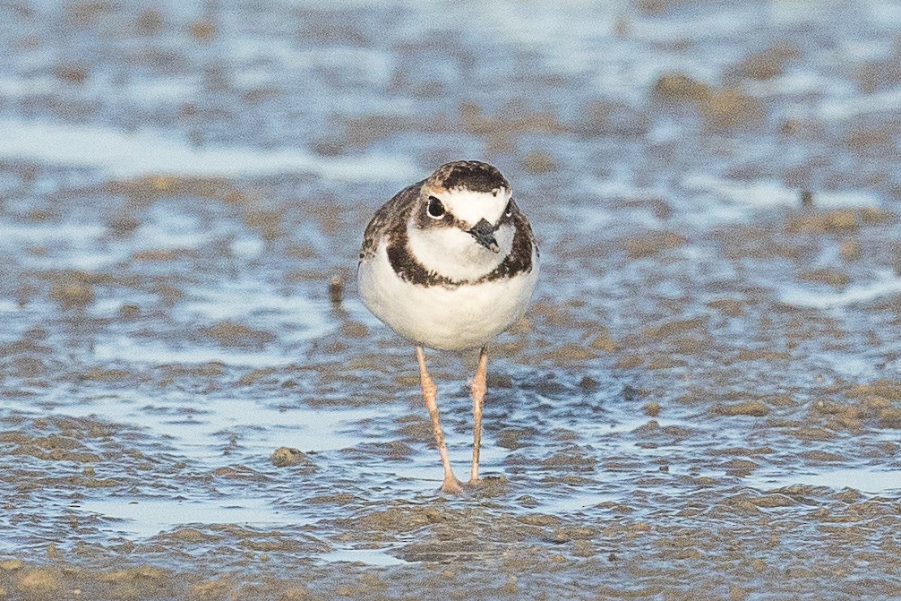 Collared Plover - ML69997831