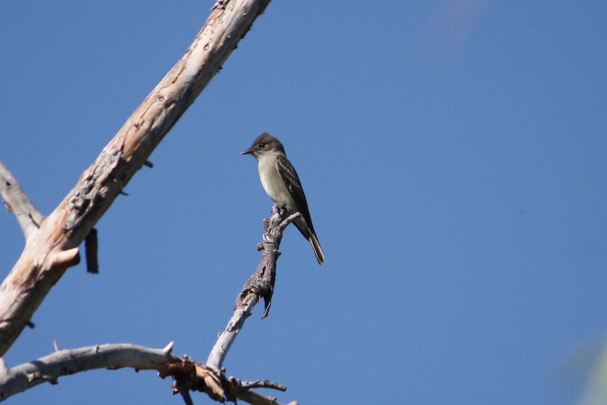 Western Wood-Pewee - Andrew Core