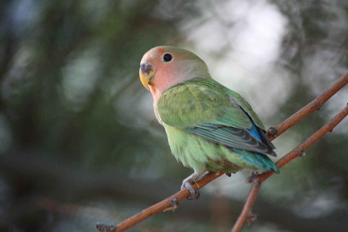 Rosy-faced Lovebird - Andrew Core