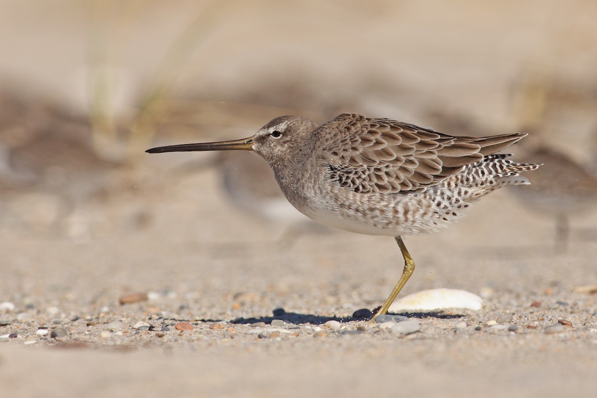 Long-billed Dowitcher - ML70000241