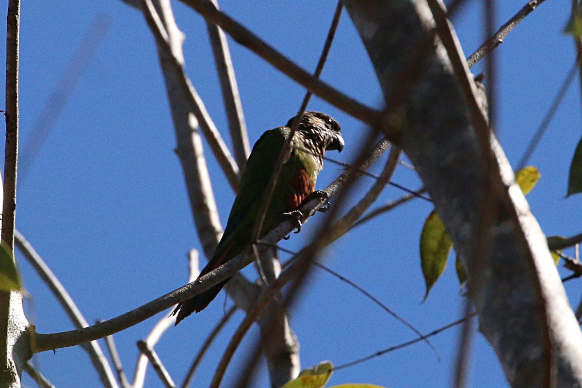 Santarem Parakeet (Madeira) - Leith Woodall