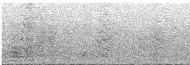 セアカオオツリスドリ（angustifrons グループ） - ML700029