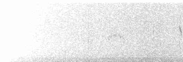 gråryggnålstjert (pallida) - ML700040