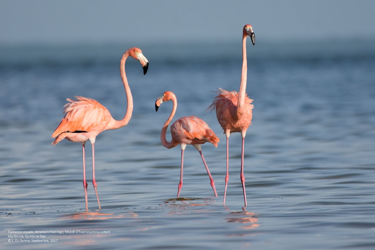 American Flamingo - Luis Guillermo