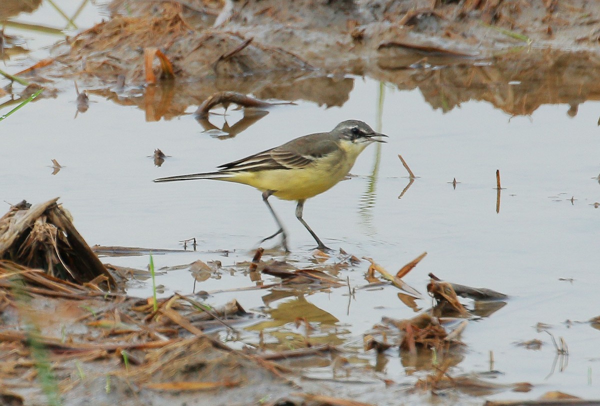 Eastern Yellow Wagtail - Neoh Hor Kee