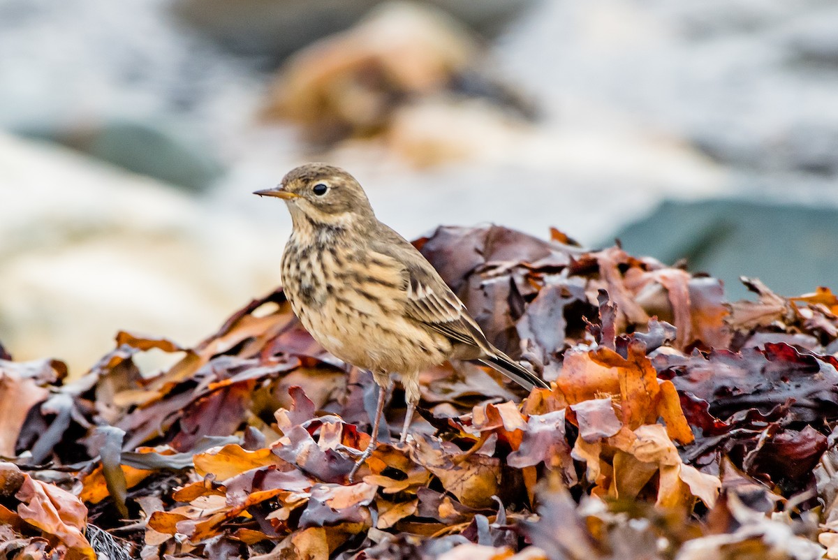 American Pipit - Frank King