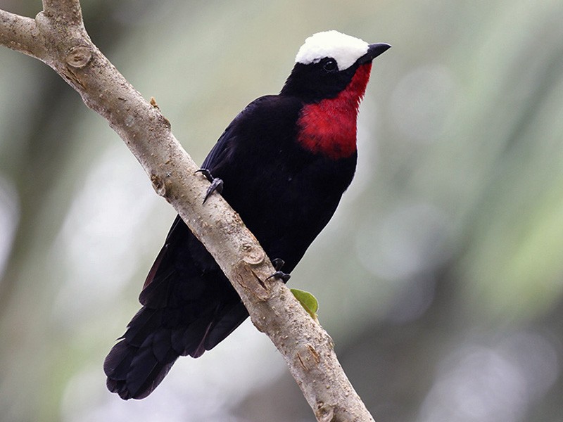 White-capped Tanager - Fabrice Schmitt
